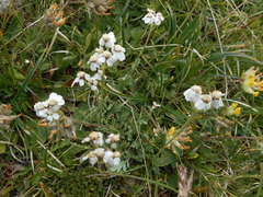 Achillea clavennae