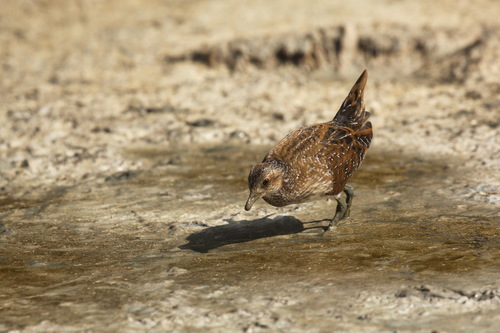 Polluela pintoja (Porzana porzana)