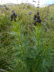 Aconitum tauricum