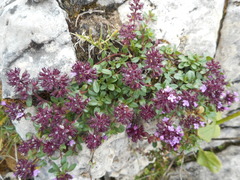 Thymus praecox polytrichus