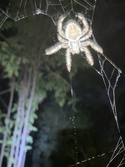 Eriophora edax