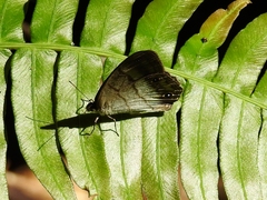 Euptychiina