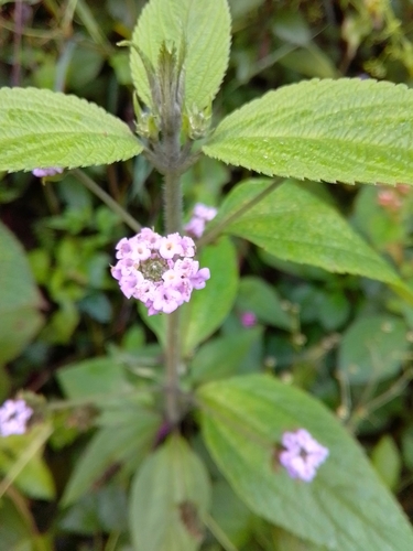 Image of Lantana trifolia by (c) Arthur de Jesús Chavarría Pérez, some rights reserved (CC BY)