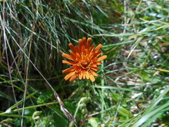 Crepis aurea