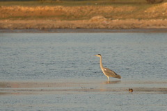 Ardea cinerea