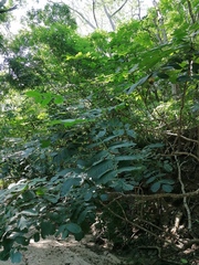 Comocladia macrophylla