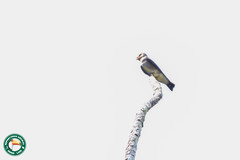 Stelgidopteryx ruficollis
