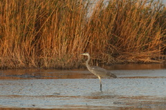 Ardea cinerea