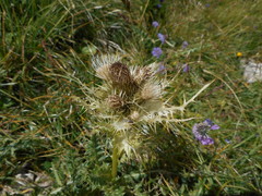 Cirsium spinosissimum