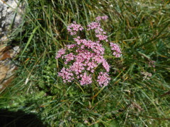 Mutellina purpurea