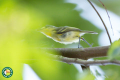 Todirostrum poliocephalum