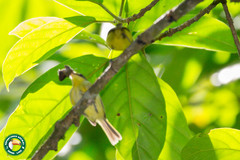 Todirostrum poliocephalum