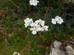 Achillea clavennae