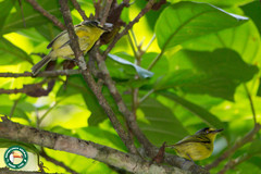 Todirostrum poliocephalum