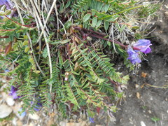 Oxytropis montana