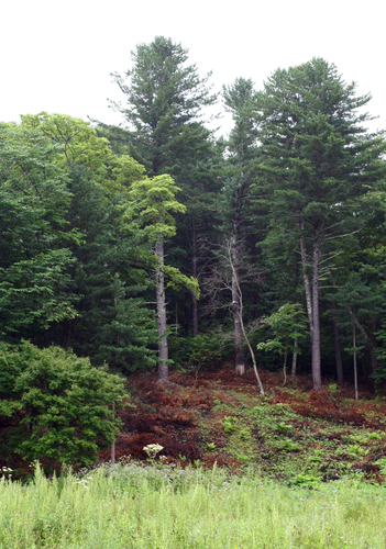 Pinus koraiensis iNat (3)