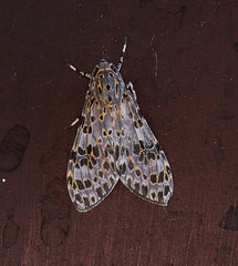 Eucereon myrina