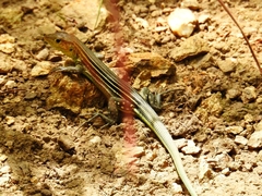 Cnemidophorus lemniscatus