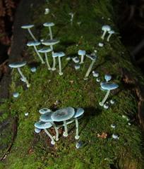 Mycena interrupta image