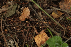 Marasmius wettsteinii