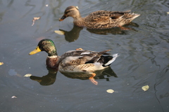 Anas platyrhynchos