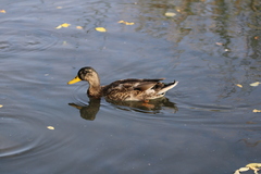 Anas platyrhynchos