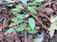 Smilax smallii