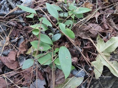Smilax smallii