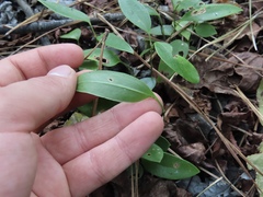 Smilax smallii