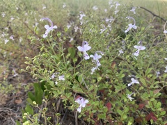 Trichostema nesophilum