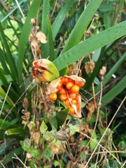 Iris foetidissima