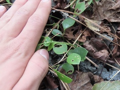 Smilax smallii