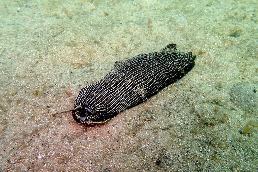 Armina papillata