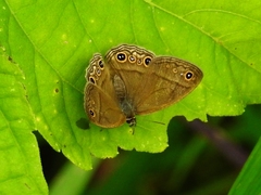 Euptychiina