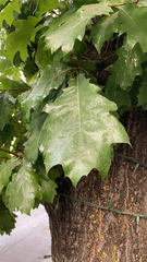 Lobatae
