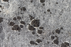 Placynthium asperellum