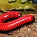 Red Millipedes - Photo (c) Óscar Méndez, some rights reserved (CC BY-NC-ND)
