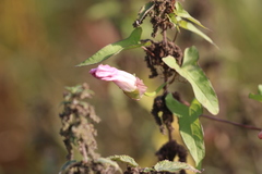Calystegia sepium