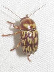 Cryptocephalus atrofasciatus