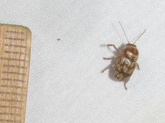 Cryptocephalus atrofasciatus