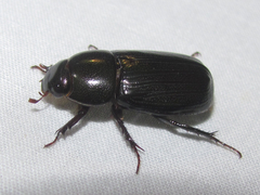 Dyscinetus