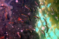 Trachinops taeniatus