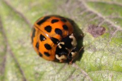 Harmonia axyridis