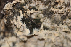 Fungi