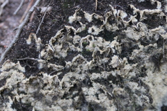 Fungi