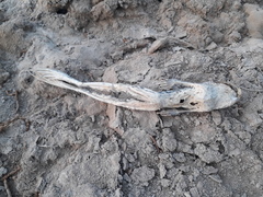 Pelophylax ridibundus