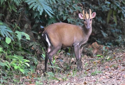 Fea's Muntjac