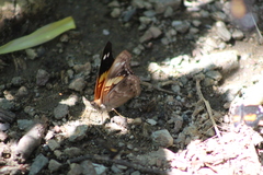 Asterocampa idyja argus