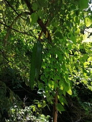 Leucaena macrophylla