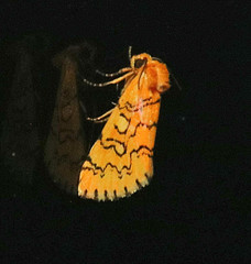 Chrysoecia atrolinea